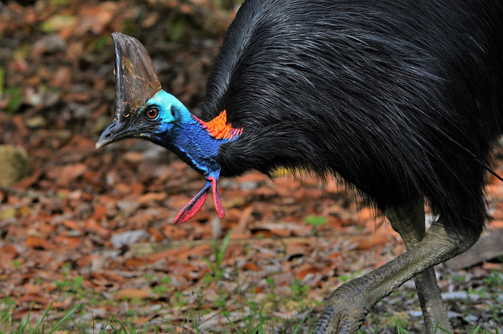 a southern cassowary in Australia