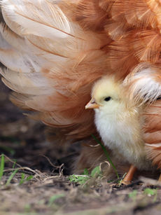 a chick under a hen's wings