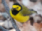 Hooded Warbler