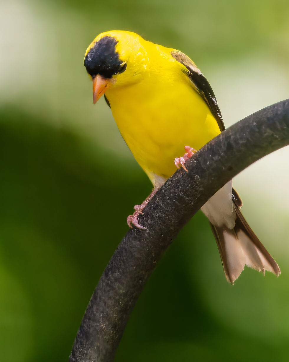 Adult Male Goldfinch perched