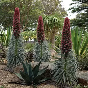 echium-wildpretii-plant-wecw_80d09d7e-f166-4b4e-8162-e52df6e0e411_1200x.webp