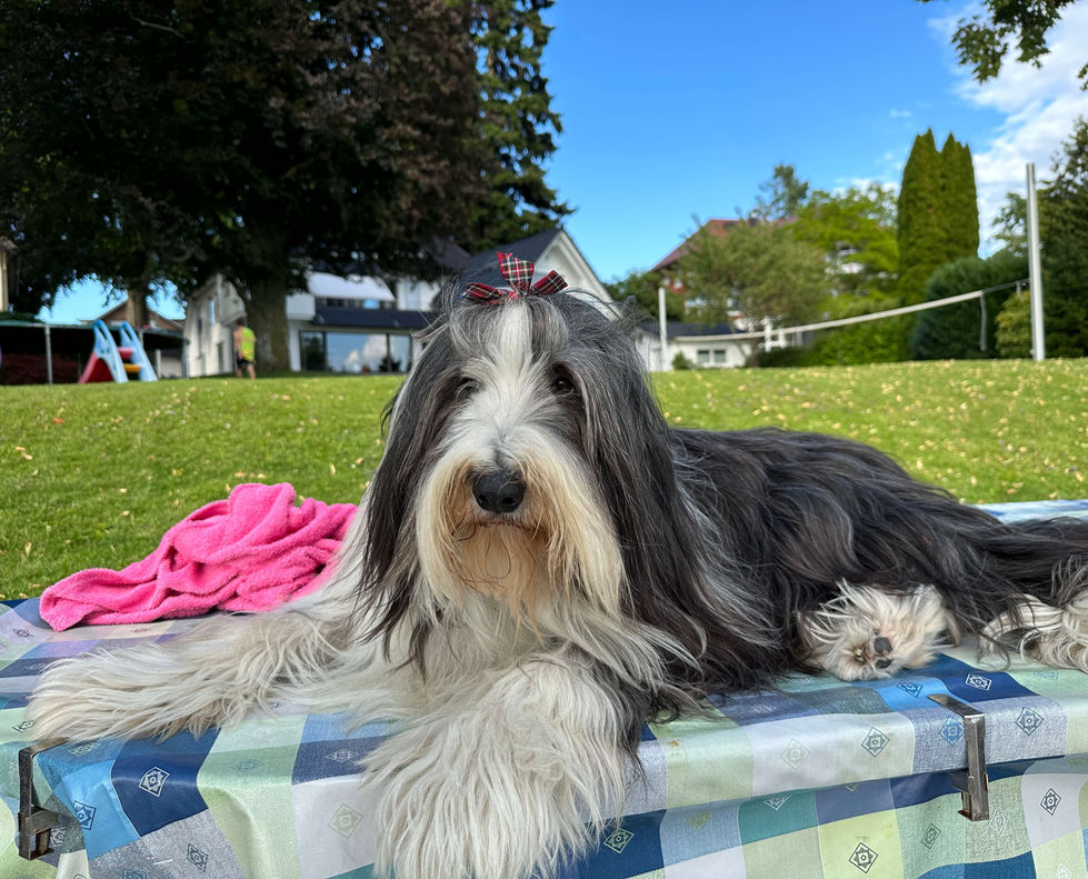 Hund im Garten der Villa Noho Ferienwohnung am Bodensee