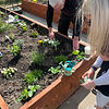a close up of two people's hands gardening in a raised bed