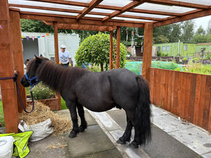 A Pony in the Garden