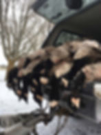 Troy Pics - Feb 2018_Page_15