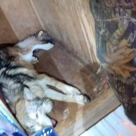 Capturan en Tenancingo a lobo gris mexicano que escapó de albergue