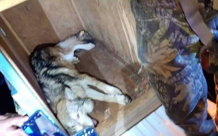 Capturan en Tenancingo a lobo gris mexicano que escapó de albergue