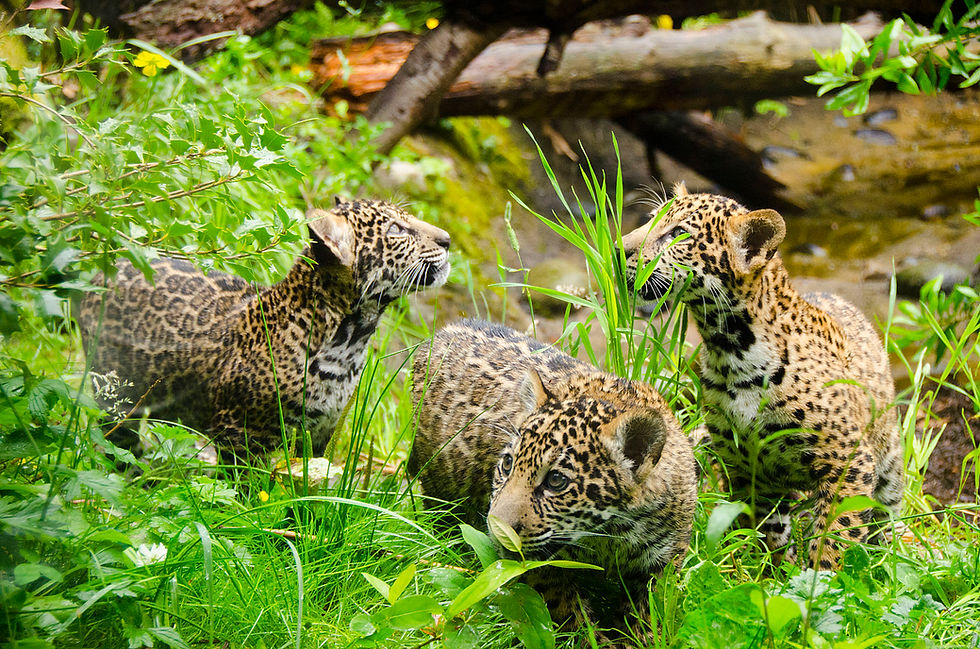 Three Jaguar Cubs