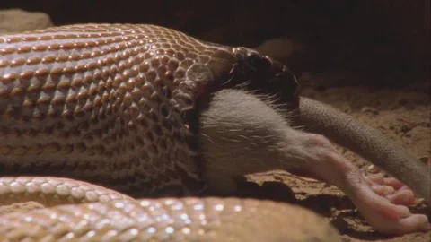 A taipan feeding on rat. Only a hind leg and tail are visible as the rat is swallowed face first.