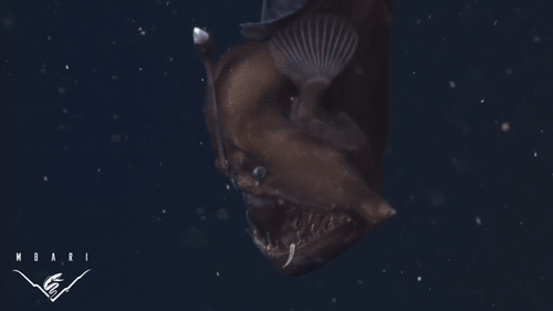 Anglerfish (Lophiiformes)