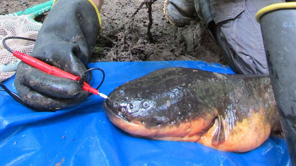 That's not a thermometer - Testing Eel's Voltage - Image Source: NatGeo