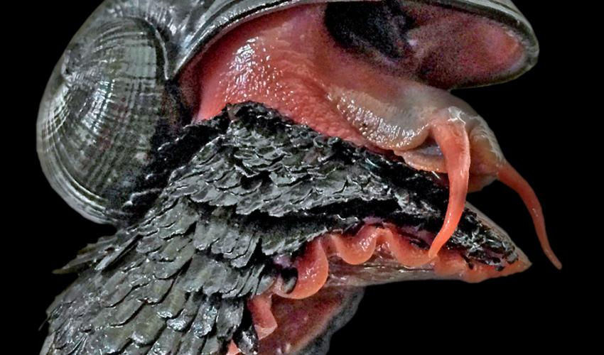 Dark shelled snail with flat feathery iron scaled. Like layered pine tree bark.