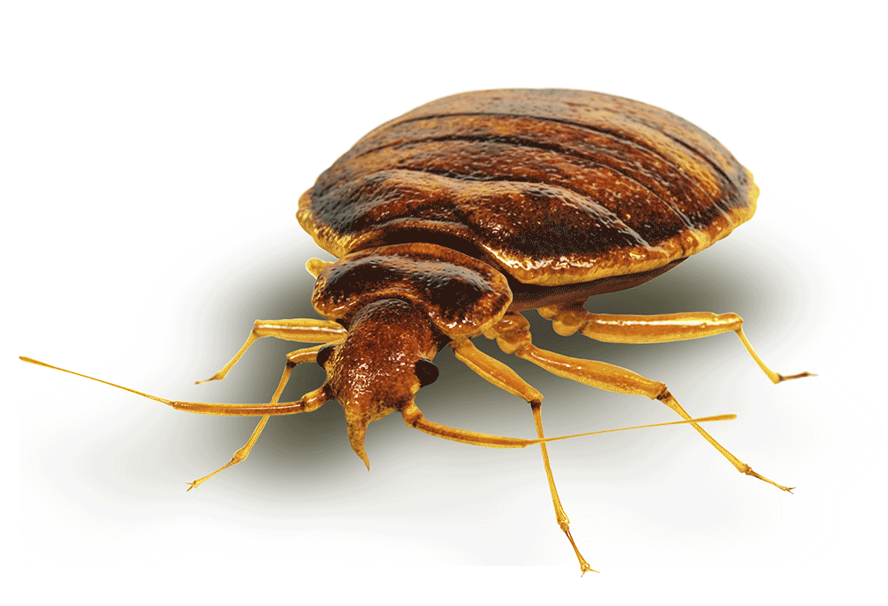 Bed Bugs (Cimicidae)