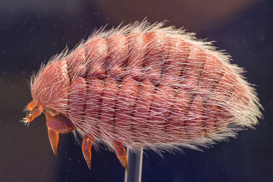 The Cochineal The Bug You Probably Eat Regularly