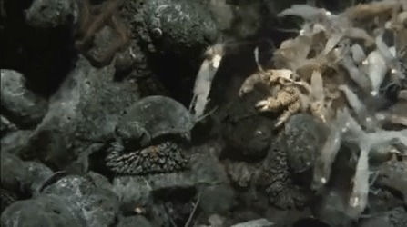 Iron snail moving along a population of crabs as warm and cold water mix revealing a kind of mirage underwater.