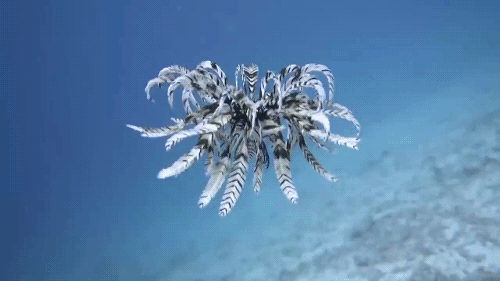 Feather Stars (Crinoids)