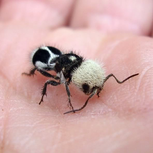The Panda Ant Euspinolia Militaris the-panda-ant-euspinolia-militaris