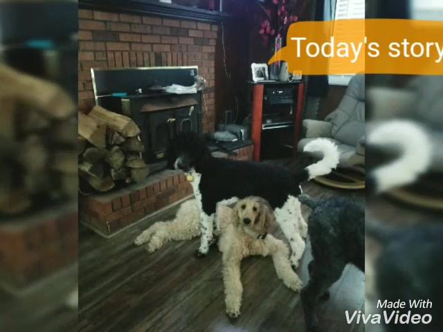 A & A Standard Poodles