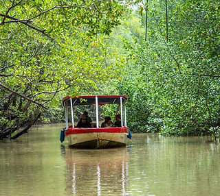 Damas Mangrove Boat