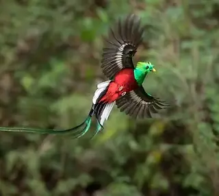 Bird Watching Tour