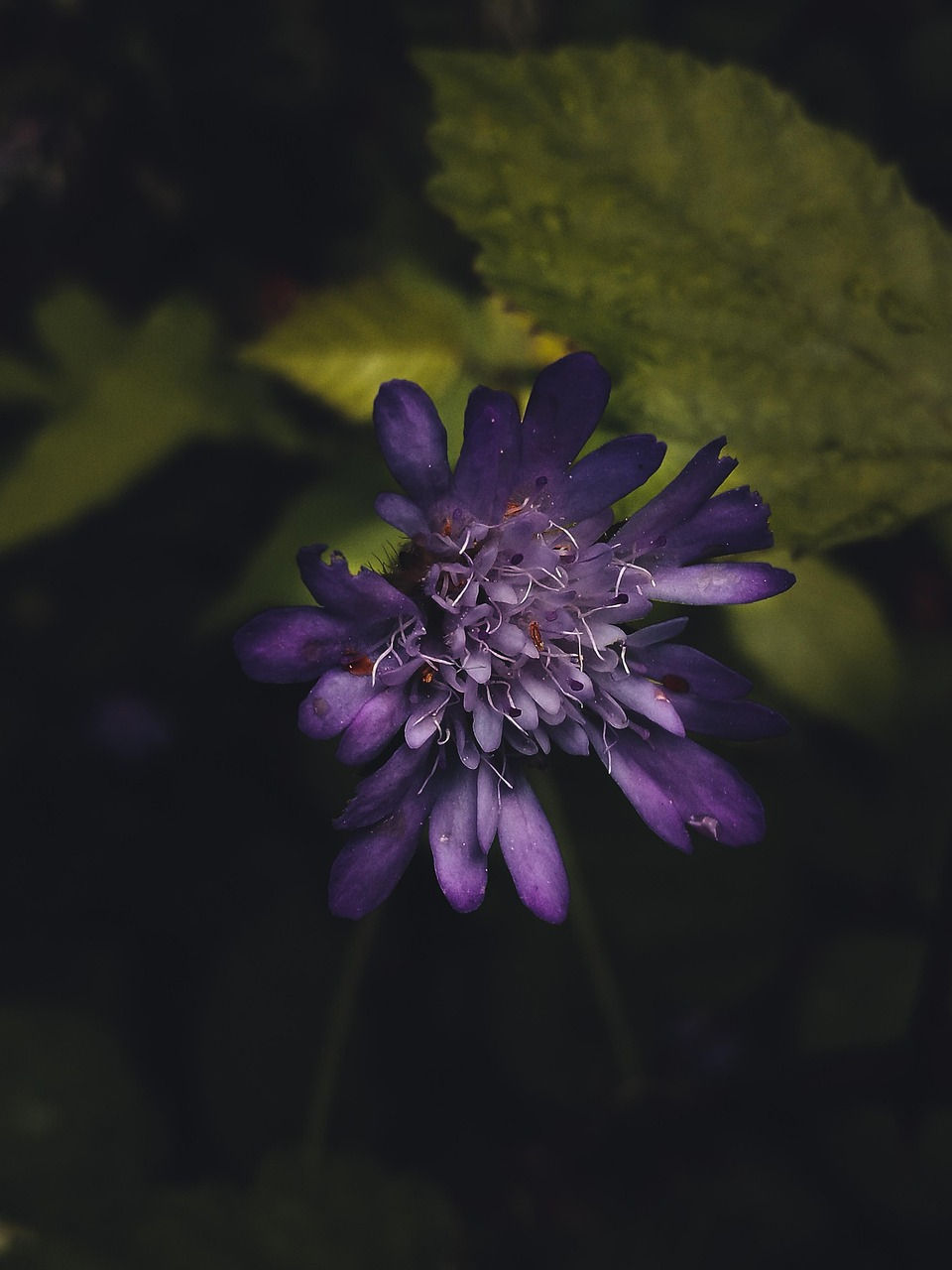 purple-flower-6655740_1280.jpg