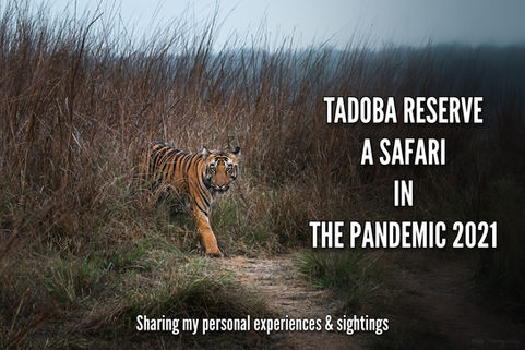 TADOBA - UNCERTAIN SURPRISES IN COVID TIMES