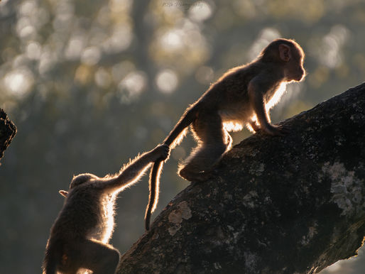 ALL ABOUT OUR IMITATORS - RHESUS