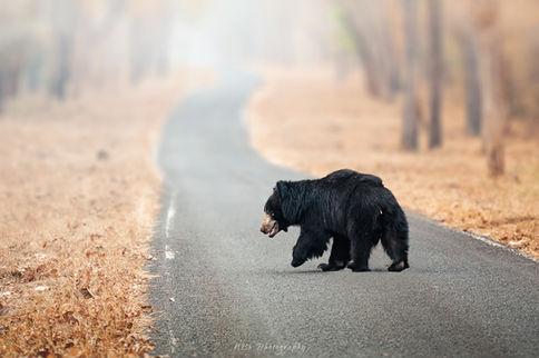 Indian Sloth Bear