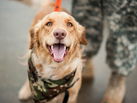HRC Defends Right to Service Dog for Tenants with Disabilities