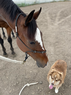 Mitad Del Mundo with farm dog, Kobe