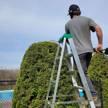 cedar hedge cut trim tutorial 2