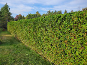 cedar hedge trimming orleans, cumberland, rockland, navan