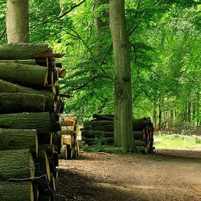 $500 AVAILABLE FOR MICHIGAN LOGGERS