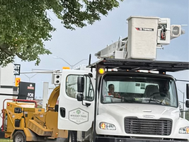 Caring for the Canopy: Island Park Drive Tree Maintenance Begins