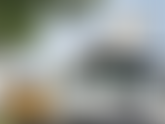 Caring for the Canopy: Island Park Drive Tree Maintenance Begins