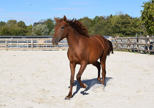 DSC_0427_1190x835.JPG
