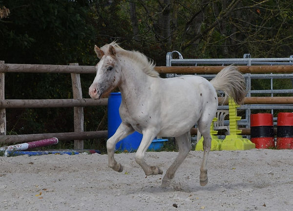 DSC_0499_924x666.JPG