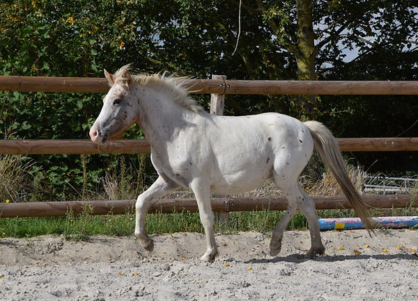 4DF_1203x867.JPG