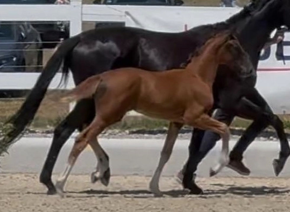"Bonheur PJF" von Bon Esprit x Follow Him