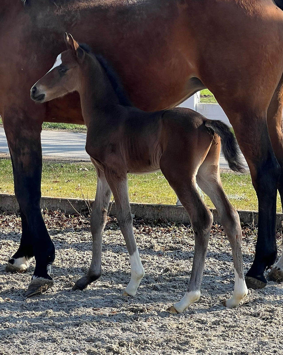 15. + 16. march San Noble + Sir Noble by St. Noble x Sezuan x Dimaggio