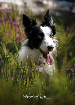 Brodie and Bonnie-3.jpg