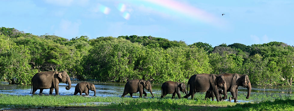 Elephant in a group_edited.jpg