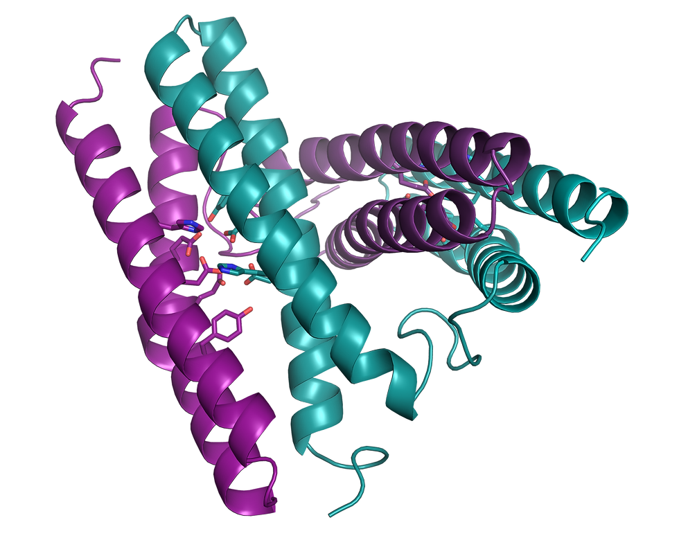 Apo_dimer_updatedcolors