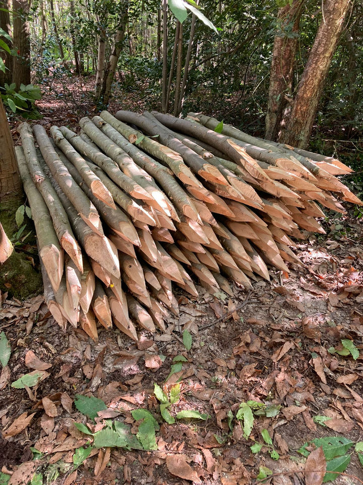 Pile of freshly cut wooden stakes lying on the forest floor.