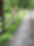 Wooden split rail fence alongside a paved road with green grass and trees.