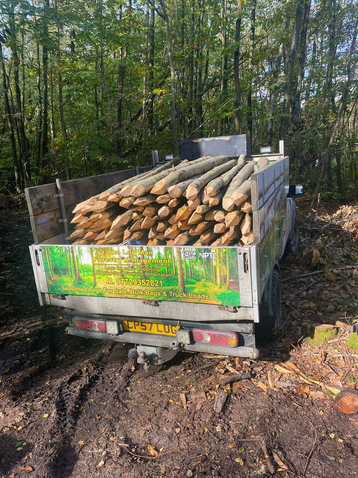 Truck bed packed with wooden logs, in the woods