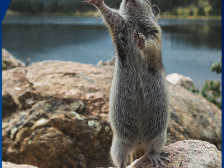 #39 - O DIA DA MARMOTA SOLISTA