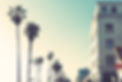Palms