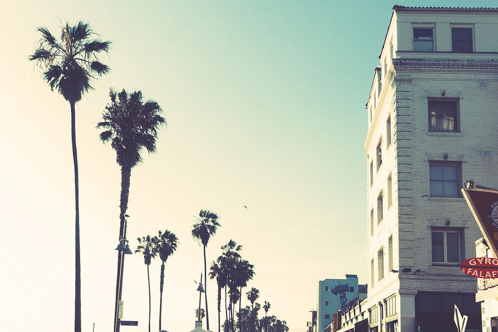Palm Trees Skyline