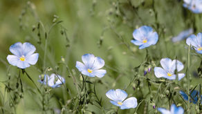 Event: Growing and producing biofibres in Yorkshire